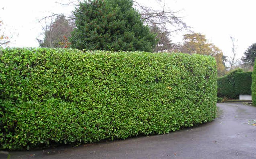 Tree and Shrub Services 01